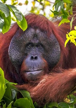 Orangutan