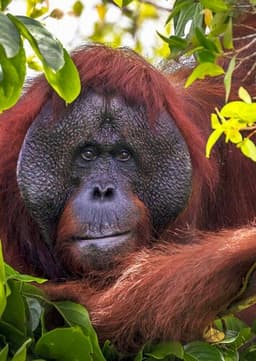 Orangutan