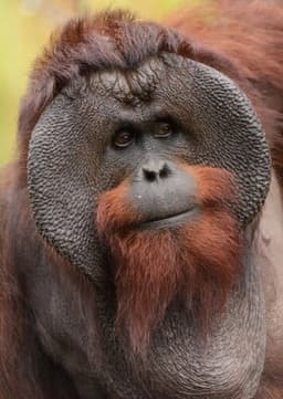 Orangutan