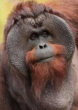 Orangutan