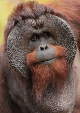 Orangutan