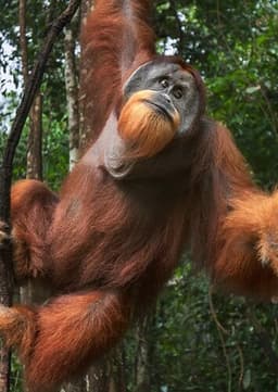 Orangutan