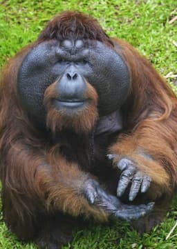 Orangutan
