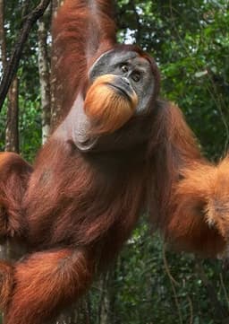 Orangutan