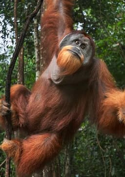 Orangutan
