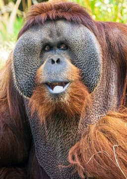 Orangutan
