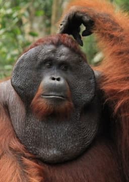 Orangutan