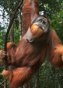 Orangutan