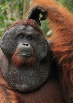 Orangutan