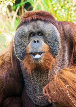 Orangutan