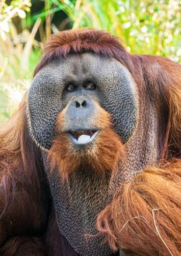 Orangutan