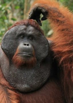 Orangutan
