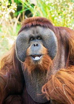 Orangutan