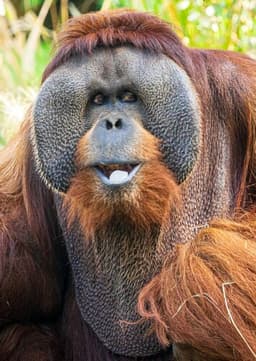 Orangutan
