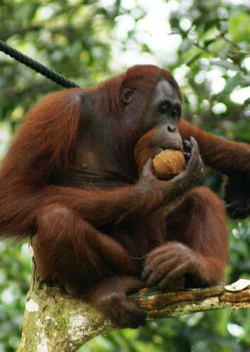 Orangutan