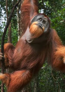 Orangutan