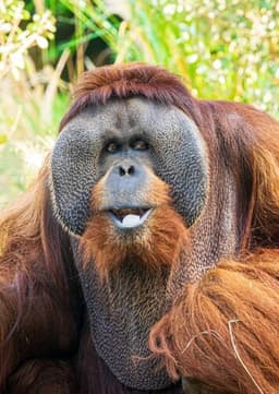 Orangutan