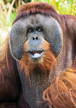 Orangutan