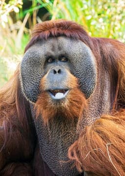 Orangutan
