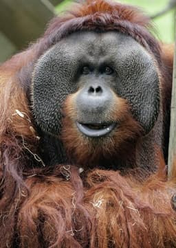 Orangutan