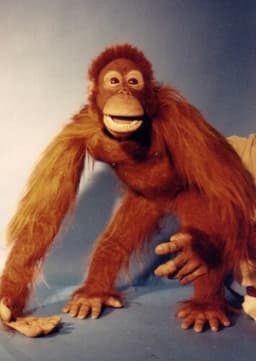 Orangutan