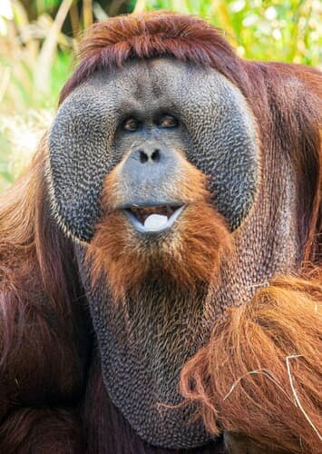 Orangutan