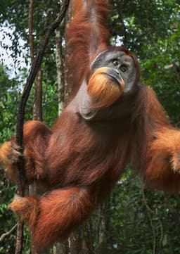 Orangutan