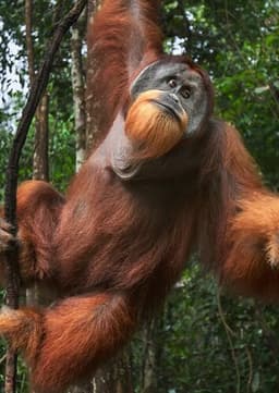Orangutan