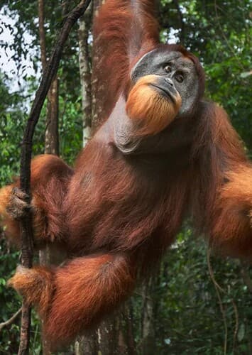 Orangutan