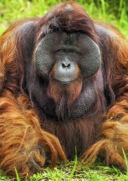 Orangutan