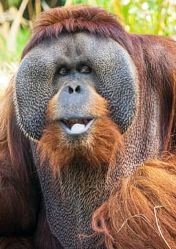 Orangutan