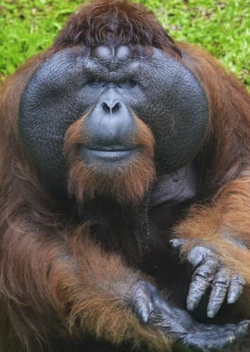 Orangutan