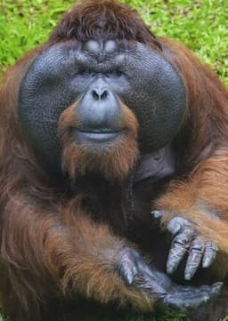 Orangutan