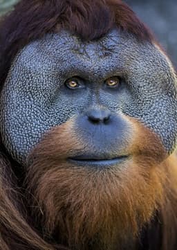 Orangutan