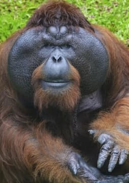 Orangutan