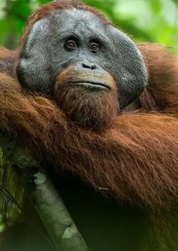 Orangutan