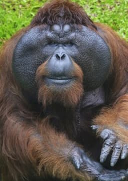 Orangutan