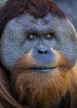 Orangutan