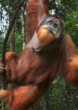Orangutan