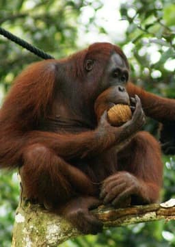 Orangutan