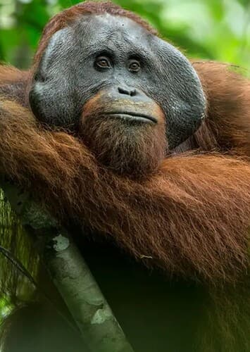Orangutan