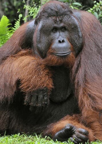 Orangutan