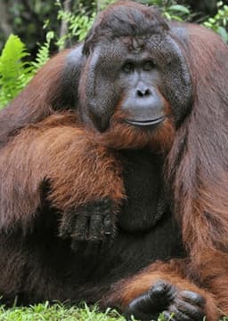 Orangutan