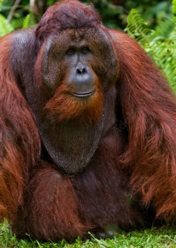 Orangutan