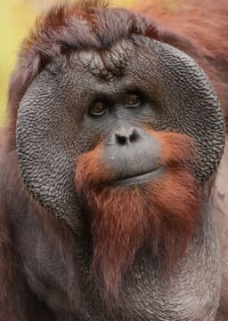 Orangutan