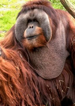 Orangutan