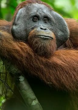 Orangutan