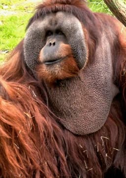 Orangutan