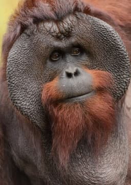 Orangutan