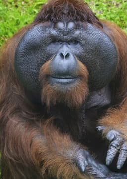 Orangutan